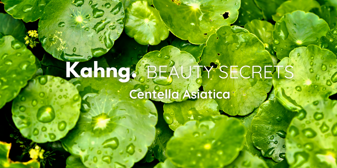 La Centella Asiatica : L'actif indispensable pour les professionnels de la beauté