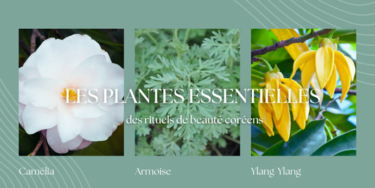 Les plantes essentielles des rituels de beauté coréens